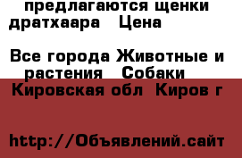 предлагаются щенки дратхаара › Цена ­ 20 000 - Все города Животные и растения » Собаки   . Кировская обл.,Киров г.